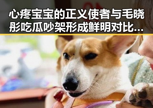心疼宝宝的正义使者与毛晓彤吃瓜吵架形成鲜明对比引发热议