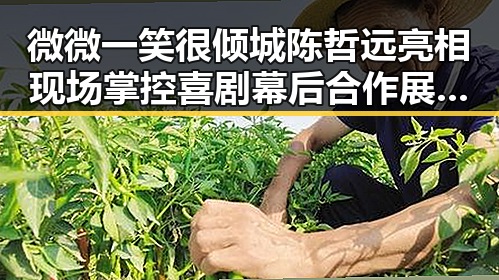 微微一笑很倾城陈哲远亮相现场掌控喜剧幕后合作展现创新精神
